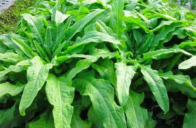 Bên cạnh đó, loại rau này còn giúp bổ sung nhiều vitamin cần thiết cho cơ thể như: Vitamin A, vitamin B1, vitamin B2,... Không chỉ giàu vitamin, rau diếp thơm còn có chứa một nguồn khoáng chất phong phú như: Canxi, sắt, magie, kali, mangan, đồng, protein, beta-carotene,... Ảnh minh họa