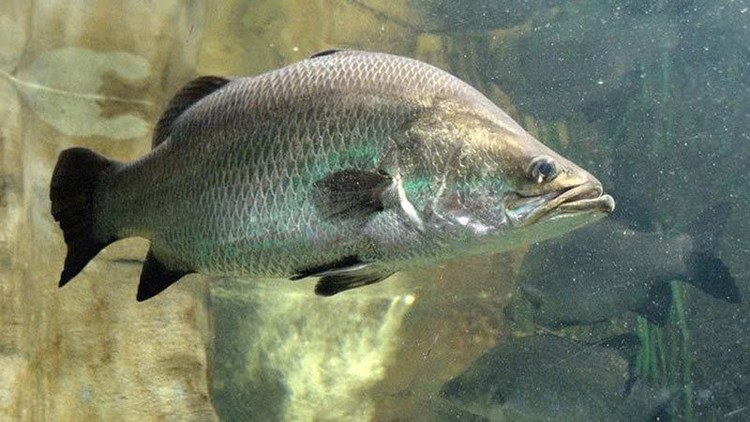 Cá vược hay còn gọi là cá chẽm, thuộc họ Latidae có tên khoa học là Lates calcarifer. Loại cá này là nguyên liệu được sử dụng rộng rãi trong việc chế biến các món ăn và khá đa năng, có thể dễ dàng thay thế bất kỳ loại cá rô hoặc cá hồng nào khác trong các công thức nấu ăn. Ảnh minh họa