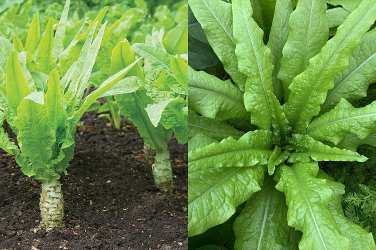 Rau diếp thơm là nguồn cung cấp canxi dồi dào. Trung bình cứ 100g rau diếp thơm có hàm lượng canxi lên đến 70 miligam. Ảnh minh họa