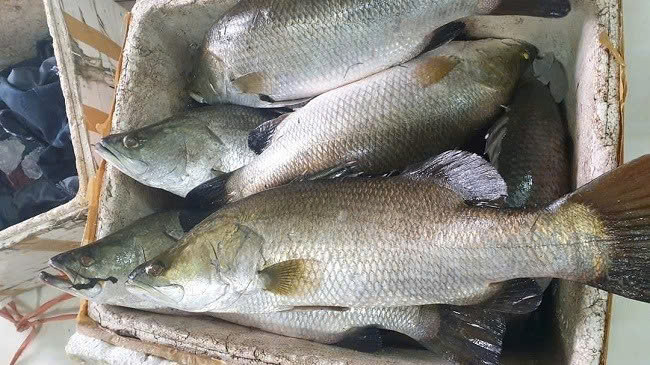 Theo một nghiên cứu được công bố trên The American Journal of Clinical Nutrition, các loại cá giàu omega-3 như cá vược giúp giảm nguy cơ mắc các bệnh về tim mạch nhờ khả năng điều chỉnh mức cholesterol trong máu và giảm viêm. Ảnh minh họa