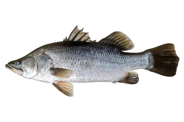 Cá vược không chỉ ít xương, dễ chế biến mà còn là một nguồn protein dồi dào và chứa nhiều dưỡng chất quan trọng cho cơ thể. Đặc biệt, lượng chất béo lành mạnh trong cá vược, bao gồm cả axit béo omega-3, rất có lợi cho sức khỏe tim mạch. Ảnh minh họa