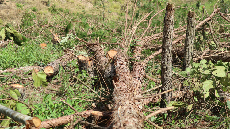 Hàng trăm cây thông 3 lá bị cưa hạ nằm la liệt. Hàng trăm cây thông 3 lá bị cưa hạ nằm la liệt.
