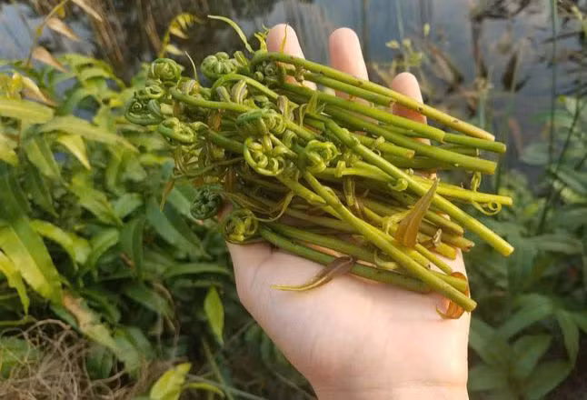 Đọt choại hơi nhớt, có vị đắng khi mới ăn nhưng sau đó càng ăn càng thấy ngọt. Ảnh huongsacmientay