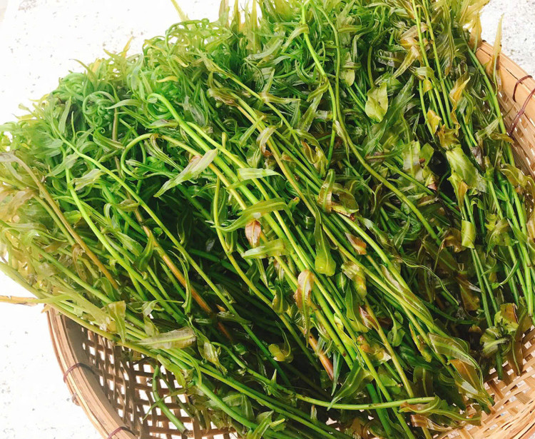 Thân cây rau choại rất dài, có cây dài đến gần 20m, phần rễ bám chặt vào thân cây chủ, điển hình nhất là cây tràm. Lá đọt choại có hình thù giống lông chim, dài khoảng 1m, khi còn non có màu nâu xanh, đầu lá uốn cong nhìn khá giống con cuốn chiếu.