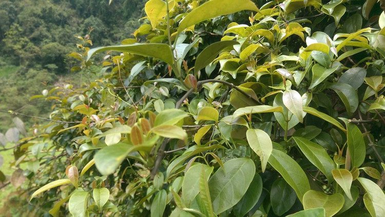 Lá giang mọc hoang ở ven rừng vùng núi trong các quần hệ thứ sinh, đồi cây bụi các tỉnh miền Trung và vùng đồng bằng sông Cửu Long. Ảnh Internet