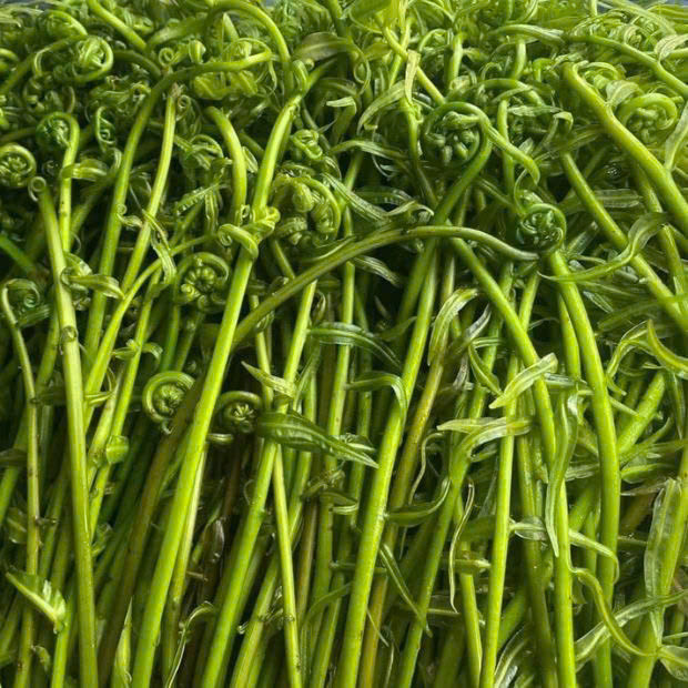 Loài rau này thuộc họ dương xỉ, thân leo, thường mọc ở rừng, bưng biển bỏ hoang và đặc biệt là vùng đất bị nhiễm phèn nhẹ. Ảnh Internet