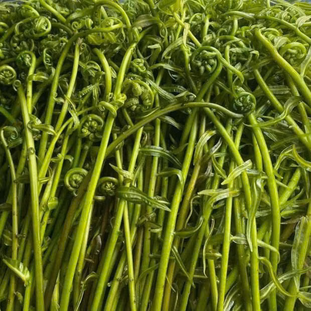 Loài rau này thuộc họ dương xỉ, thân leo, thường mọc ở rừng, bưng biển bỏ hoang và đặc biệt là vùng đất bị nhiễm phèn nhẹ. Ảnh Internet