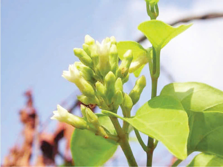 Hoa màu trắng phớt hồng. Khi quả già tách ra mỗi hạt có túm lông nhờ gió phát tán bay đi mọc cây non, cây thường mọc quấn phủ trùm lên thân cây khác thành bụi dây. Ảnh Internet