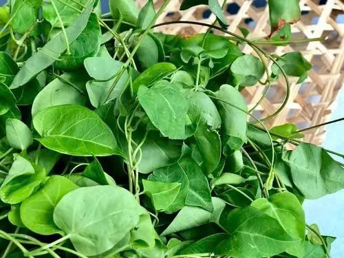 Do có vị chua và thơm ngon nên chúng thường được thu hái làm rau hoặc gia vị nấu canh. Ảnh Internet