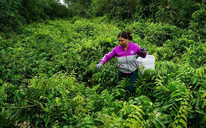 Rau choại là loài rau mọc dại được biết với nhiều tên gọi khác nhau từ cách phát âm của các vùng miền. Hiện nay, đa số mọi người sẽ gọi là rau choại, rau trại hoặc rau chạy. Ảnh Internet