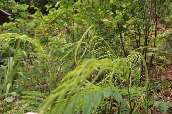 Sở dĩ người ta đặt cái tên rau thối cũng bởi nó có mùi hôi ngai ngái đặc trưng, ai gặp lần đầu cũng thấy sợ và khó ăn. Ảnh Internet