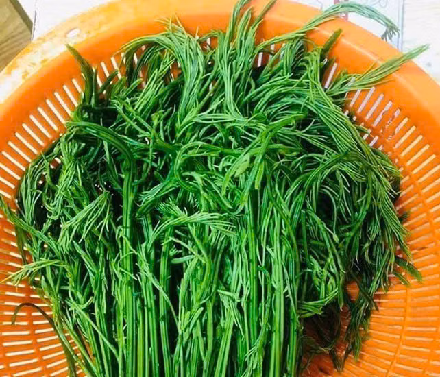 Rau thối là loại cây leo có nhiều gai nhọn, lá kép nhỏ màu xanh thẫm, hình dáng giống lá cây phượng. Người đi rừng sẽ hái đầy một gùi những ngọn rau tươi ngon mơn mởn bó thành bó, lá già của cây được bỏ đi vì không thể làm thức ăn. Ảnh Internet