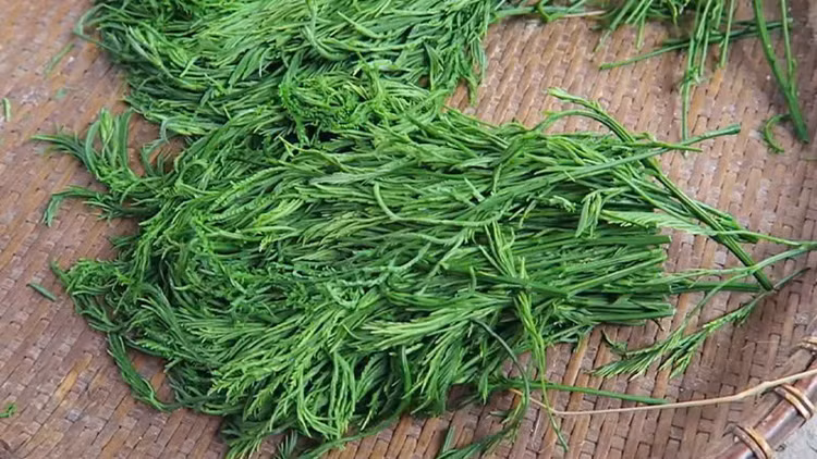 Nhiều người thường ví rau pắc nam với quả sầu riêng. Mùi hôi nồng của chúng khiến những ai lần đầu thưởng thức đều thấy sợ và khó chịu nhưng khi đã ăn quen thì nó lại dễ gây nghiện, khiến ta nhớ mãi. Ảnh Internet