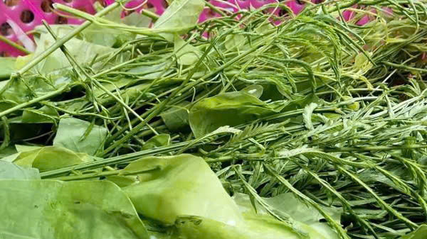 Thế nhưng thực khách ăn lâu rất dễ bị &quot;nghiện&quot; vị ngọt, hương nồng nàn của rau, nhai lâu còn thấy khá giống vị rau rút ở miền xuôi. Ảnh Internet