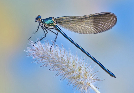 Rất ít loài côn trùng có thể đẻ trứng trong nước mặn, trừ một số loài chuồn chuồn, chẳng hạn như chuồn chuồn bờ biển Erythrodiplax berenicei. Chúng có thể sinh sản thành công trong nước với độ mặn cao. Khả năng phi thường này của Erythrodiplax berenicei được tiến hóa qua hàng triệu năm, bởi môi trường sống của chúng chủ yếu là đầm lầy muối, rừng ngập mặn và hồ nước mặn. Ảnh Wiki