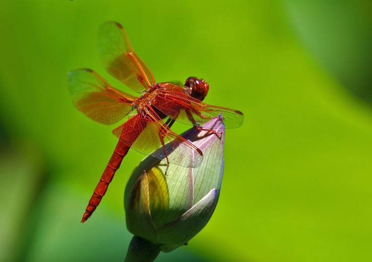Chuồn chuồn là một trong những loài côn trùng đầu tiên sống trên hành tinh này. Quá trình tiến hóa đã giúp chúng hoàn thiện kỹ năng bay, săn mồi và trở nên thật đáng kinh ngạc với vẻ ngoài bắt mắt, hấp dẫn. Ảnh Khoahoc