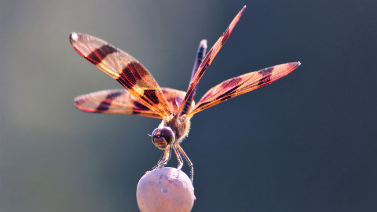 Chuồn chuồn có thể tóm gọn con mồi bằng những cuộc phục kích trên không được tính toán kỹ lưỡng và vô cùng khoa học.Chúng có thể phán đoán tốc độ và quỹ đạo của con mồi và điều chỉnh tốc độ/quỹ đạo bay của mình để bắt sống con mồi. Tỉ lệ thành công trong các cuộc đi săn của chuồn chuồn lên tới 95%. Ảnh Tinhte