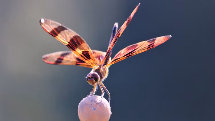 Chuồn chuồn có thể tóm gọn con mồi bằng những cuộc phục kích trên không được tính toán kỹ lưỡng và vô cùng khoa học.Chúng có thể phán đoán tốc độ và quỹ đạo của con mồi và điều chỉnh tốc độ/quỹ đạo bay của mình để bắt sống con mồi. Tỉ lệ thành công trong các cuộc đi săn của chuồn chuồn lên tới 95%. Ảnh Tinhte