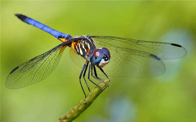 Chuồn chuồn có thể bay theo bất kỳ hướng nào bao gồm cả bay ngang và bay lùi và cũng có thể bay lơ lửng ở một chỗ duy nhất trong vòng một phút hoặc hơn. Khả năng tuyệt vời này là một trong những yếu tố tạo nên thành công của một kẻ “sát thủ trên không”. Ảnh Happynest