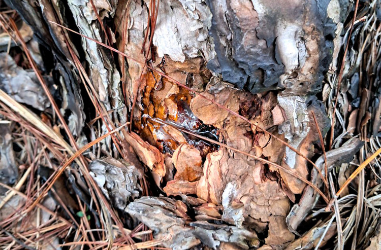 Thân cây thông bị bơm hoá chất đầu độc tại Tiểu khu 613 (xã Lộc Phú) và Tiểu khu 614 (xã Lộc Ngãi). Thân cây thông bị bơm hoá chất đầu độc tại Tiểu khu 613 (xã Lộc Phú) và Tiểu khu 614 (xã Lộc Ngãi).