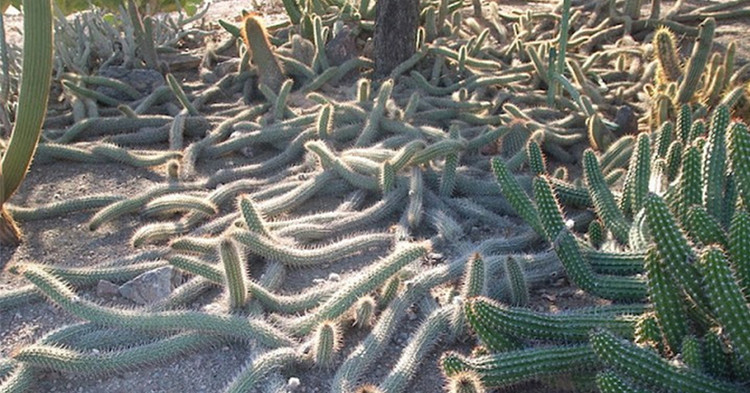Xương rồng Creeping Devil còn được biết đến với tên khoa học là Stenocereus eruca, là loại cây xương rồng đặc trưng của bang Baja California Sur ở Tây Bắc Mexico. Ảnh Internet