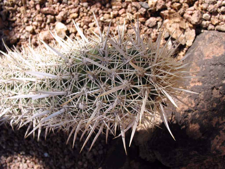 Creeping Devil không chỉ tự &quot;giết&quot; chính nó để di chuyển mà còn &quot;ăn&quot; luôn phần đuôi chết để sinh tồn. Ảnh Pinterest