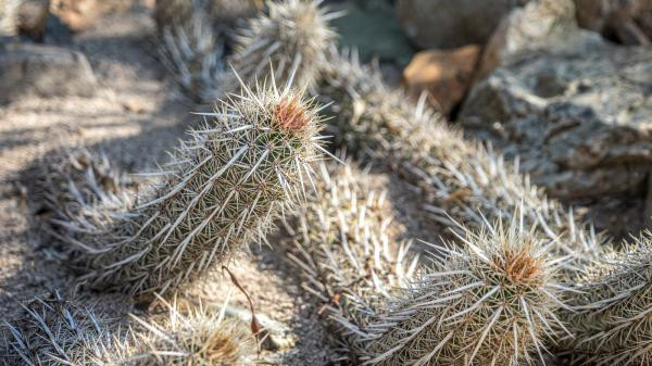 Creeping Devil nằm phủ phục trên nền đất bởi loài cây này có khả năng bò vô cùng hiếm gặp. Ảnh Internet