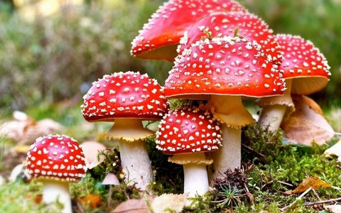 Ăn nấm lạ hái trên rẫy, 6 người phải nhập viện cấp cứu. Ảnh minh họa