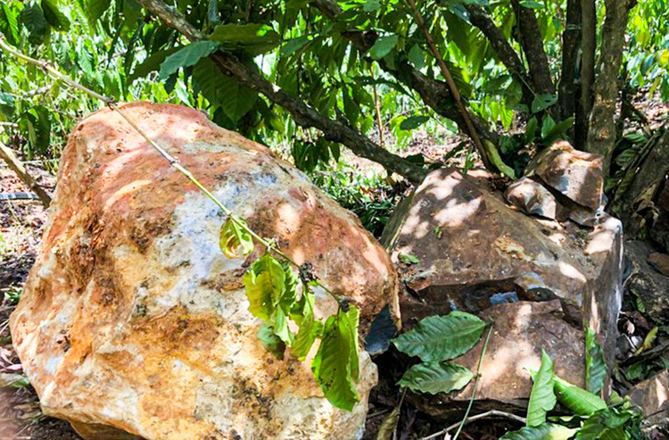 Đá lăn đè gãy, đổ gây hư hại nhiều cây cà phê.