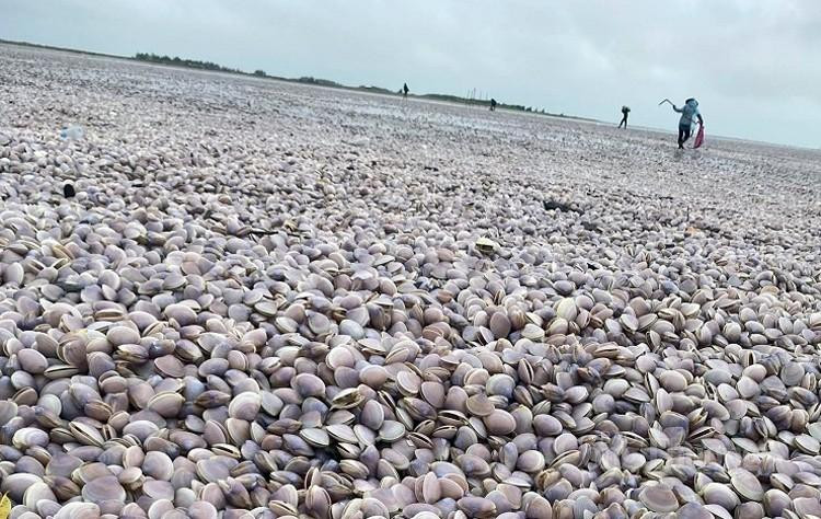 Nam Định: Hàng nghìn tấn ngao dạt vào bờ biển ảnh 1