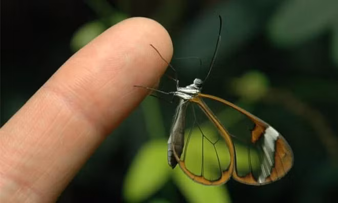 Đôi cánh của chúng rất mảnh và mỏng, tuy nhiên chúng rất khỏe có thể bay 12 dặm trong 1 ngày.