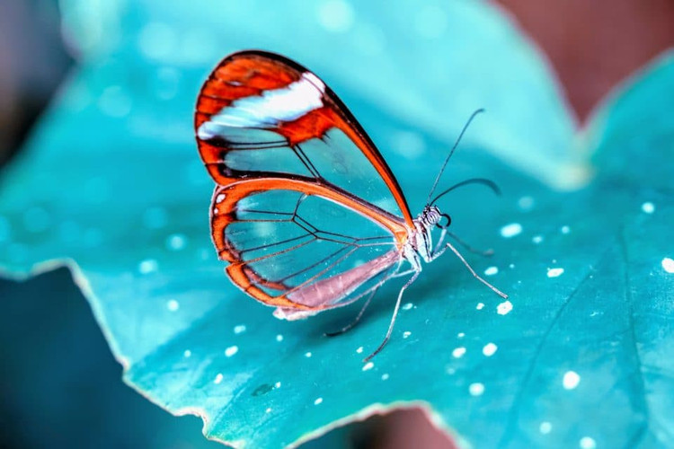 Glasswing sở hữu một đôi cánh có cấu trúc nano khác lạ, sắp xếp không theo một trật tự nào nên dẫn đến hiệu ứng “vô hình” khi có ánh sáng mặt trời chiếu tới Ảnh Curious Cats