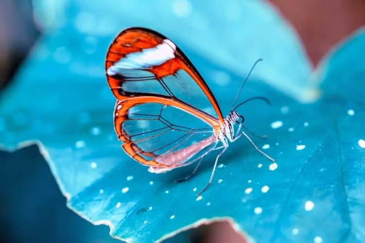 Glasswing sở hữu một đôi cánh có cấu trúc nano khác lạ, sắp xếp không theo một trật tự nào nên dẫn đến hiệu ứng “vô hình” khi có ánh sáng mặt trời chiếu tới Ảnh Curious Cats