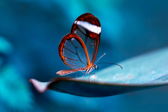 Bướm thủy tinh thường hút mật của nhiều loài hoa khác nhau trong các rừng nhiệt đới và đẻ trứng trên loài cây ớt ma thuộc chi &quot;Cestrum&quot;. Ảnh Curious Cats