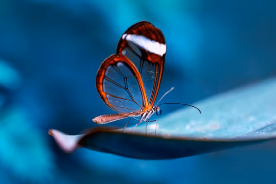 Bướm thủy tinh thường hút mật của nhiều loài hoa khác nhau trong các rừng nhiệt đới và đẻ trứng trên loài cây ớt ma thuộc chi "Cestrum". Ảnh Curious Cats