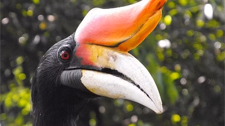 Là loài ăn tạp, món ăn ưa thích của hồng hoàng là hoa quả, sâu bọ, côn trùng, thậm chí một số loài gậm nhấm nhỏ và cả các loài chim nhỏ khác. Ảnh Getty