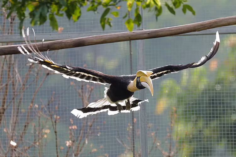 Người ta có thể dễ dàng nhận ra loài chim này dựa vào kích thước, trọng lượng cơ thể to lớn và đặc biệt là chiếc mỏ cong, to dài với màu sắc tươi tắn rực rỡ.