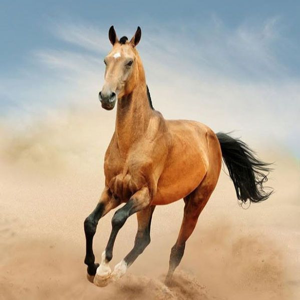 Akhal-Teke có dáng điệu nhanh lẹ như một con chó săn với các bắp thịt ngực nở cuồn cuộn, mặt nhô ra còn mắt như có ánh hào quang luôn nảy lửa khi đối diện với kẻ thù.