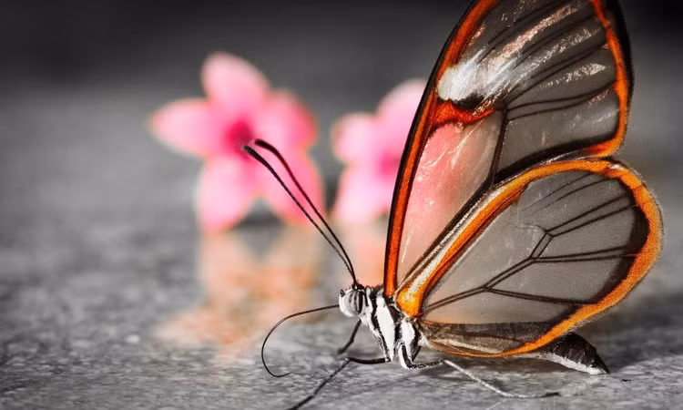 Khi ánh sáng mặt trời chiếu tới, phần lớn các tia sáng sẽ lọt qua cấu trúc nói trên, dẫn tới hiện tượng cánh bướm tàng hình.