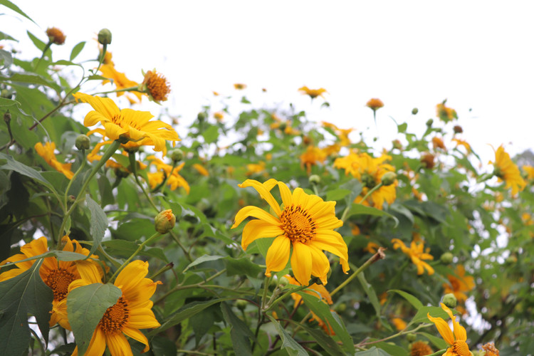 Dã quỳ tại vườn quốc gia Ba Vì thường ra hoa vào những tháng cuối năm. Từng vạt hoa bung nở dưới ánh nắng tạo nên tấm thảm vàng rực rỡ giữa rừng xanh, thu hút nhiều du khách tìm đến để thưởng ngoạn cảnh đẹp hoang sơ, kỳ ảo giữa không gian mây núi Ba Vì.