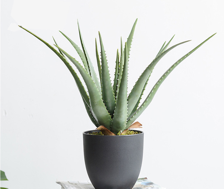 Lá nha đam có khả năng chống viêm, nhuận tràng và loại bỏ ký sinh trùng. Ảnh minh họa