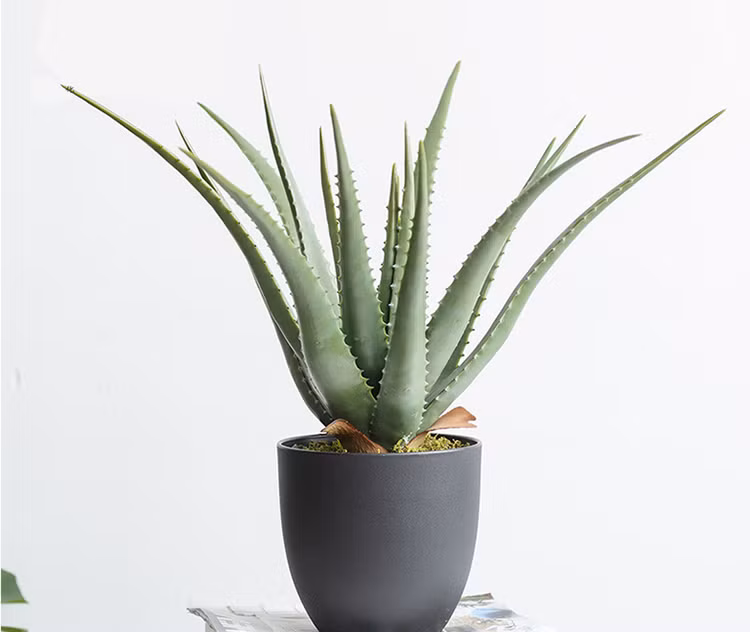 Lá nha đam có khả năng chống viêm, nhuận tràng và loại bỏ ký sinh trùng. Ảnh minh họa