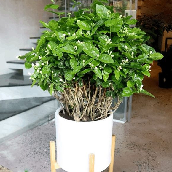 Hoa nhài, thảo dược được biết đến chống đầy bụng và làm dịu thần kinh. Ảnh minh họa