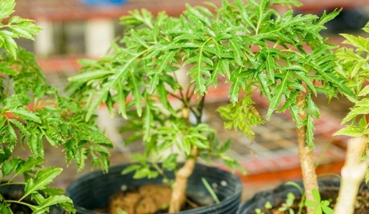 Mọi bộ phận của cây đinh lăng đều được sử dụng như một vị thuốc tốt cho sức khỏe, nhất là lá và rễ. Ảnh minh họa