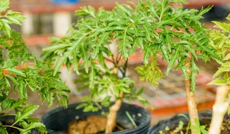 Mọi bộ phận của cây đinh lăng đều được sử dụng như một vị thuốc tốt cho sức khỏe, nhất là lá và rễ. Ảnh minh họa