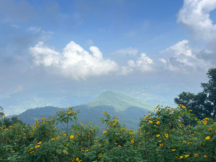 Loài hoa này nở tạo nên một màu vàng rất đẹp, tuy nhiên thời gian hoa nở đẹp nhất thường chỉ kéo dài không quá hai tuần. Du khách tham quan lưu ý không hái hoa, xả rác, để xe đúng chỗ quy định.