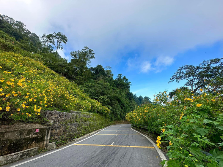 Vườn quốc gia Ba Vì (Ba Vì, Hà Nội) cách trung tâm Hà Nội khoảng 50 km về phía tây. Tại đây khung cảnh thiên nhiên thơ mộng, không khí trong lành, mát mẻ và cung đường tràn ngập sắc vàng rực rỡ của hoa dã quỳ khiến giới trẻ Hà thành nô nức thực hiện chuyến hành trình ngắm hoa khi thời tiết giao mùa. Ảnh Thu Giang