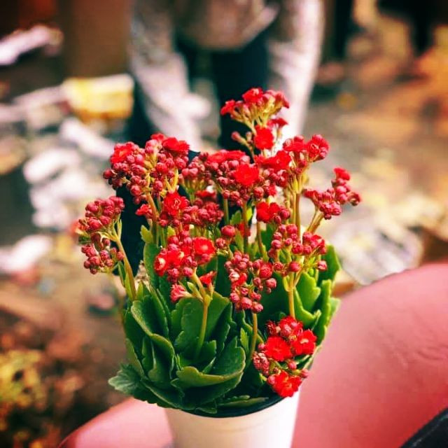 Cây lá bỏng. Ảnh minh họa