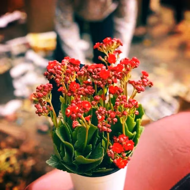 Cây lá bỏng. Ảnh minh họa