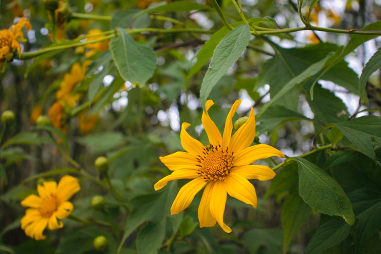 Hoa dã quỳ tại Vườn quốc gia Ba Vì được người Pháp đem về trồng từ những năm 1930 – 1945 của thế kỷ 20. Mỗi bông hoa thường có 13 cánh, tỏa tròn to khoảng 8 – 10cm, cánh hoa màu vàng rực, nhụy căng tròn, tràn đầy sức sống. Ảnh Thu Giang